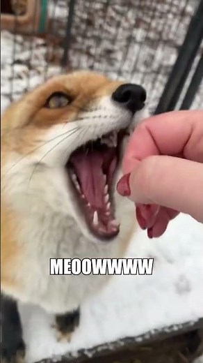 what does the fox say #fox #funny #weirdsounds #animalsounds
