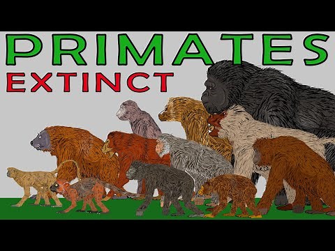 Size Comparison: Extinct Primates (Gigantopithecus Blaki, Orangutans, Baboons, Gorillas)