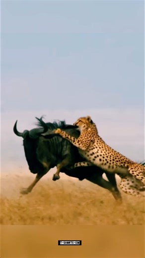 Cheetah attack other animals.. #viral #foryou #trending #animals #trendingshorts