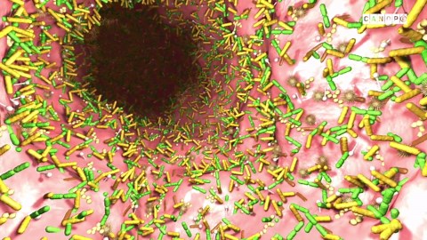 Le Microbiote intestinal