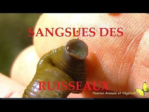 Leeches in France, here the leeches of the streams.