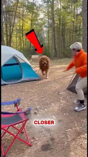 🦁😱 “Lion” Attacks Campers… But Wait—It’s a Dog?! 😂🐶