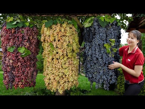 Unbelievable! Harvesting Giant Wild Grapes | The secret to growing giant egg vineyards