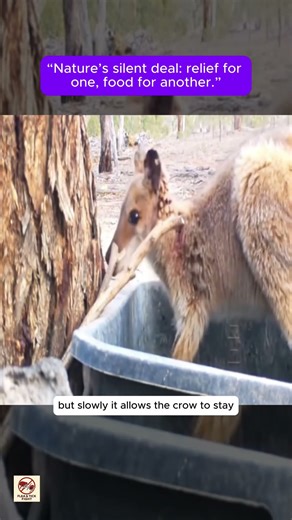 “Kangaroo and Crow | Rare Tick Removal Symbiosis Caught on Camera”