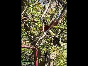 Curious squirrelshorts