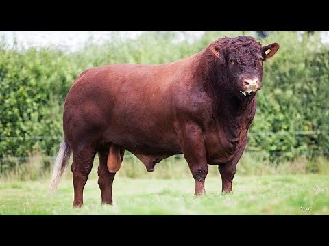 Top 5 Cattle Breeds for Pasture-Raised Beef - Countdown to the Best Grass Fed Cattle!