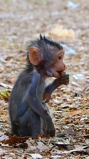 14K views · 996 reactions | Beautiful Baby Monkey Jester | Love Monkey | Facebook