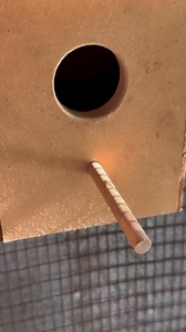 New life at Bugz this morning 🦜 | Bugz Playpark