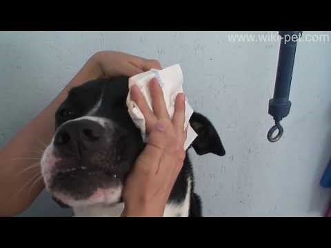 Flushing Your Dogs Eyes