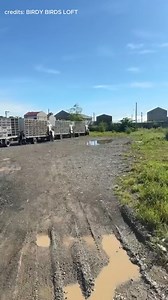 97K views · 1.7K reactions | BBC Muñoz Nueva Ecija Training#TripleJLoftTv#PigeonRacing #Kalapatids#BBC#PHA#Kalapati | Triple J Loft TV | Facebook