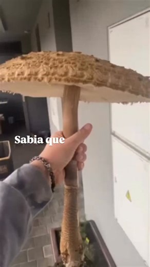 Bio Kali on Instagram: "Cogumelos 🍄 são as estruturas reprodutoras visíveis dos fungos basidiomicetos, formadas especialmente para produzir e dispersar esporos! O chapéu, que é a porção superior, abriga o himênio - o tecido responsável pela formação dos esporos ("sementes"). 🥰 Abaixo dele, o estipe funciona como suporte, elevando o chapéu para otimizar a liberação desses esporos no ar... 🍃 Assim o fungo continua seu ciclo de vida! Embora pareçam organismos independentes, os cogumelos são apen