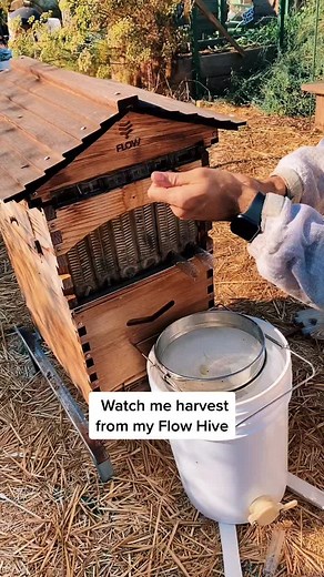 Mesmerizing Honey Harvest: Artie's Homestead Beekeeping Adventure