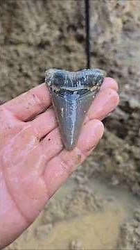 Prehistoric Shark Tooth Discovery at Lightning Site with Palmetto Fossil Excursions in SC #fossils