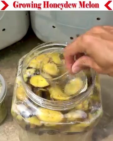 Today I will teach you the modern cultivation method of Honeydew Melon. First you have to prepare the soil. Here I have used soil 25%, organic fertilizer 35%, rice husk 20% and cocopeat 20%. Use banana peels to grow the plant faster and get more yield. I hope you can learn something by watching the video. | Small Vegetable Garden