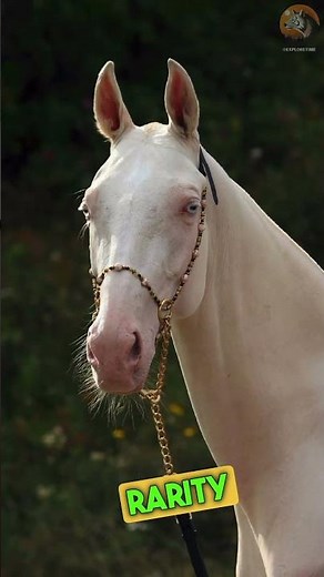 Akhal teke horse | golden horse
