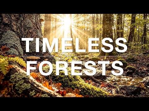 Timeless Forests 1080p – Cinematic Nature for Calm, Healing & Deep Relaxation