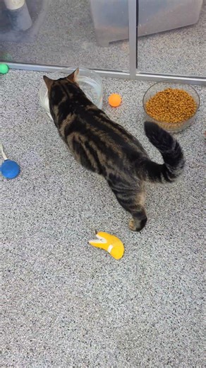 4K views · 53 reactions | Friends Of Companion Animals Feline Rescue & Adoption Center on Reels | Facebook