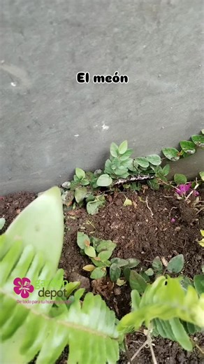 ¿Sabías que el Dryococelus australis y el Autolyca pallidicornis pueden parecerse a primera vista? 👀🪲 Ambos tienen ese look “prehistórico” que sorprende a cualquiera… ¡pero ojo! 👇 El Dryococelus australis, también conocido como “insecto palo de la isla Lord Howe”, no puede existir en Guatemala. Es una especie extremadamente rara, endémica de una isla remota en Australia, y su presencia fuera de ese ecosistema simplemente no es posible. 🙅‍♂️🌍 Así que si ves uno parecido por aquí, lo más segu