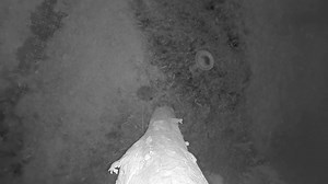 File:Camera in the tree 1080p.webm - Wikimedia Commons