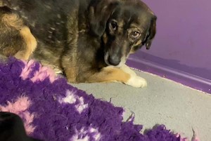 31K views · 3.4K reactions | Hand feeding is one of our most valuable trust building exercises with a feral dog. Slow movements, high value food, room for her to run away if she feels she can’t cope… This daily ritual will help Saraphina make positive associations with people, even if it takes a long time. And she is worth every minute we dedicate to her rehabilitation  | Dogs 4 Rescue | Facebook