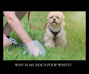 The Poop Scoop: Why Is My Dog’s Poop White? Every so often, someone...
