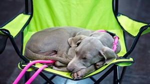 German Group: Animal Hoarding Cases Hit 10-Year High in 2021