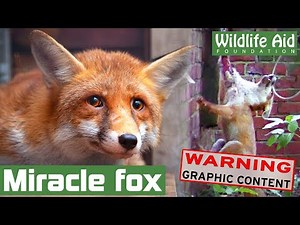 We thought this fox wouldn't make it... but he proved us wrong!