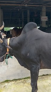 RDF 2021 🔥🔥🔥🔥🔥 | Sylhet Cattle Community