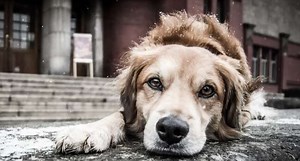 Cancer In Dogs And Cats: Everything You Need To Know About Prognosis And Therapy