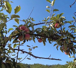 Village French fries, Last Days of Summer in the Village | Daily Cook Recipe