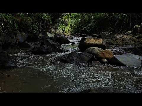Authentic River Sounds for Instant Sleep, Insomnia & Relaxing | REAL Babbling Brook for Deep Sleep