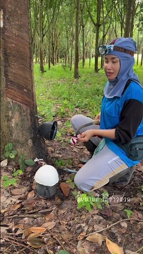 กรีดยางหน้าฝน เทน้ำทุกวัน #rubber #กรีดยางพารา #cooking #fypシ
