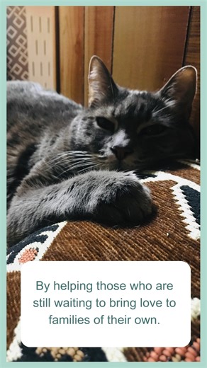 19 reactions | This July, we're honoring our pets who have crossed the rainbow bridge. Join us for Noodle’s Pet Remembrance Campaign to share your stories and have your contribution to cats in need matched dollar for dollar, up to $17,000. Your gift helps us honor the memories of pets in our community while providing care to future feline family members. For more information, visit https://saferescue.donorsupport.co/page/PetRemembranceDay | Seattle Area Feline Rescue | Facebook