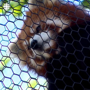 3.4K views · 51 reactions | The Edmonton Valley Zoo will officially reopen to the public on Monday, June 15 - but you'll need to book your visit online ahead of time. | CBC Edmonton | Facebook