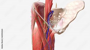 Nerve and lymph nodes in the pelvic region .