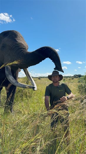 138K views · 10K reactions | Mak the hat thief - has a pair of tusks that are worth a second look!  | Reilly Travers | Facebook