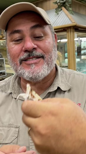 The Prettiest Flying Insect: Discover the Beauty of Nature!