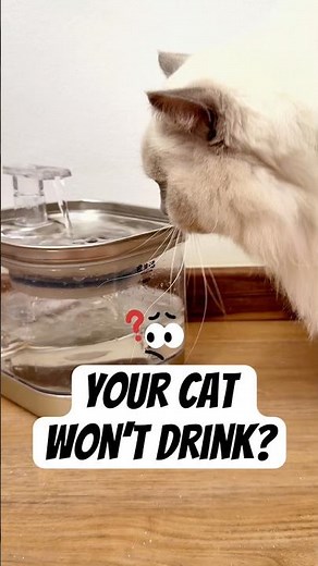 Why Your Cat Won’t Drink From Water Fountains