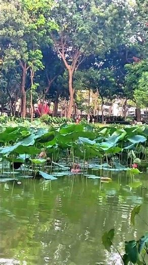 Bình yên là đây.....có đâu xa 🦆🦆🪷