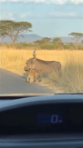 Real life Simba, Pumbaa, Timon in the wild #funny #humor #animals