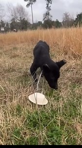 The day we met Stella #rescue #dogs #stella | From Suits to Boots