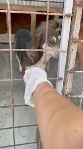 19K views · 119 reactions | Really beautiful female dog, a bit shy with people, great with other dogs. She is small to medium and around 3-4 years old. Please adopt her! | Ps Botosani | Facebook
