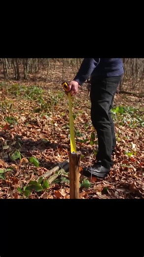 Bushcraft Wooden House with Stone Walls Built in 45 Days