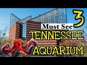 Must See and Do at the TENNESSEE AQUARIUM - Tour and Tips for visiting Chatanooga's Aquarium