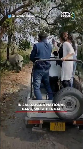 Viral: Rhinos Chase Tourists On Wildlife Safari, Jeep Falls Into Pit