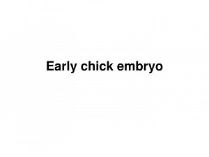 Early chick embryo - SlideServe