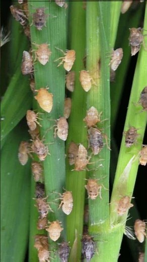Brown plant hopper (BPH) rice crop insect #agriculture#ytshort