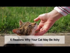 6 Reasons Why Your Cat May Be Itchy
