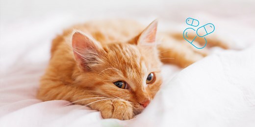 Vermifuge chat : quand, comment, quelles solutions ? - Biocanina