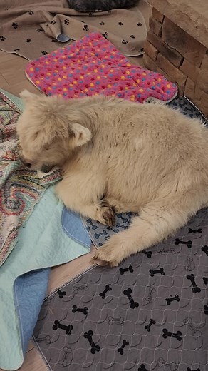 Adorable Baby Cow Compilation - Fluffy and Cute Calf Videos